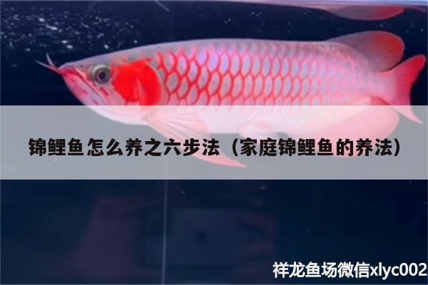 錦鯉魚怎么養之六步法（家庭錦鯉魚的養法）
