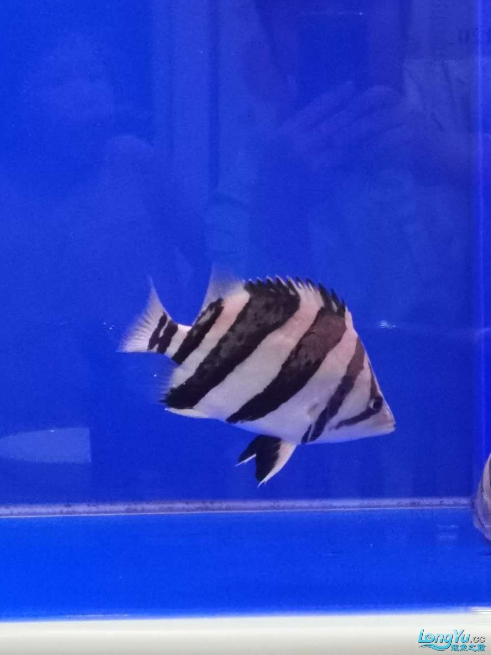 出售25公分三紋虎及18公分四紋虎魚各一條
