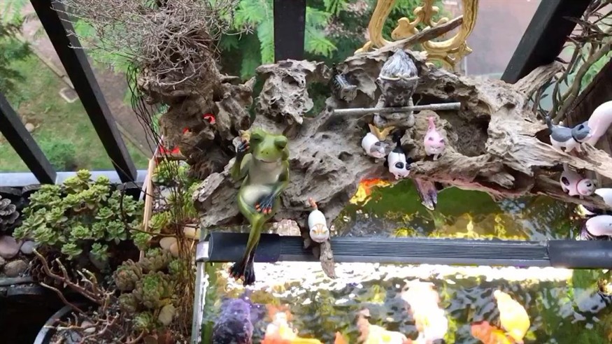 《風(fēng)水相師龍生》在哪里可以閱讀,《風(fēng)水相師龍生》作者是誰(shuí)《風(fēng)水相師龍生》的作者是誰(shuí) 龍魚(yú)百科 第1張 《風(fēng)水相師龍生》在哪里可以閱讀,《風(fēng)水相師龍生》作者是誰(shuí)《風(fēng)水相師龍生》的作者是誰(shuí) 《風(fēng)水相師龍生》在哪里可以閱讀,《風(fēng)水相師龍生》作者是誰(shuí)《風(fēng)水相師龍生》的作者是誰(shuí) 龍魚(yú)百科 第1張