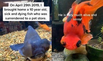 單縣哪里有賣魚缸的店鋪：單縣賣魚缸的店鋪 單縣哪里有賣魚缸的店鋪：單縣賣魚缸的店鋪 魚缸百科 第2張