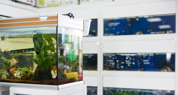 單縣哪里有賣魚缸的店鋪：單縣賣魚缸的店鋪 單縣哪里有賣魚缸的店鋪：單縣賣魚缸的店鋪 魚缸百科 第3張