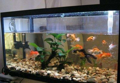 1.5米魚缸養(yǎng)什么魚好看圖片：1.5米的魚缸養(yǎng)什么魚好看圖片推薦1.5米魚缸養(yǎng)什么魚好看