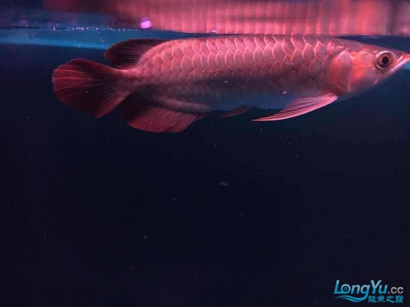 缸里龍魚25公分配虎最小多大的？