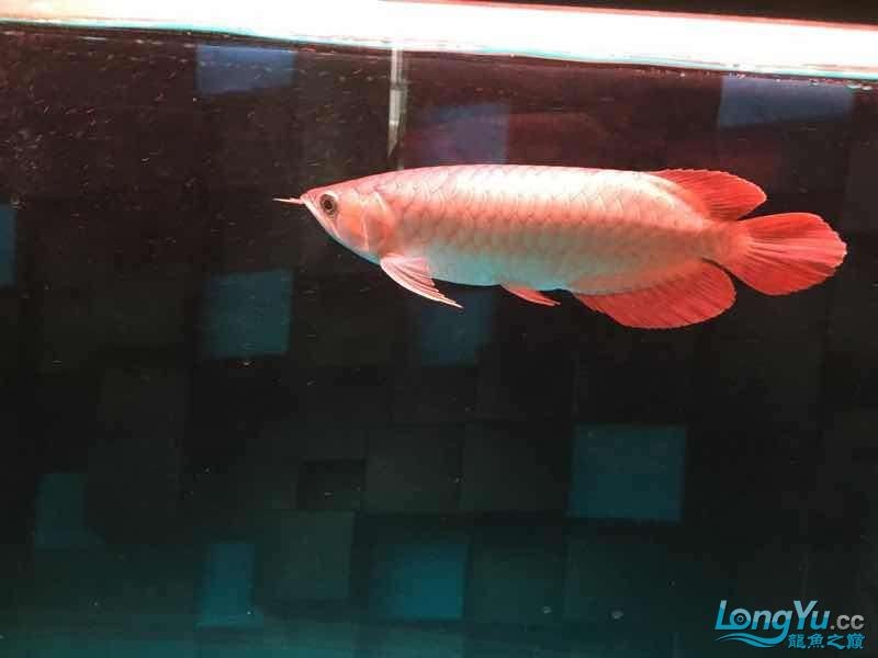 缸里龍魚25公分配虎最小多大的？