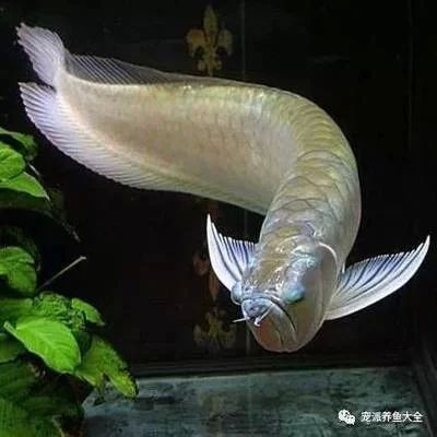 龍魚掉眼跟燈光有關(guān)系嗎怎么治療