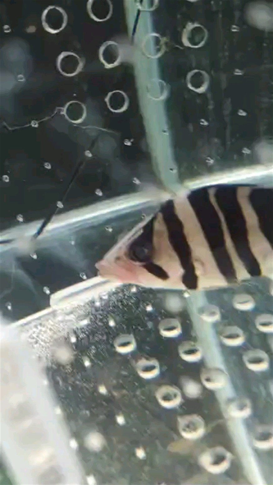 小虎魚吃東西太快嘴收不回去