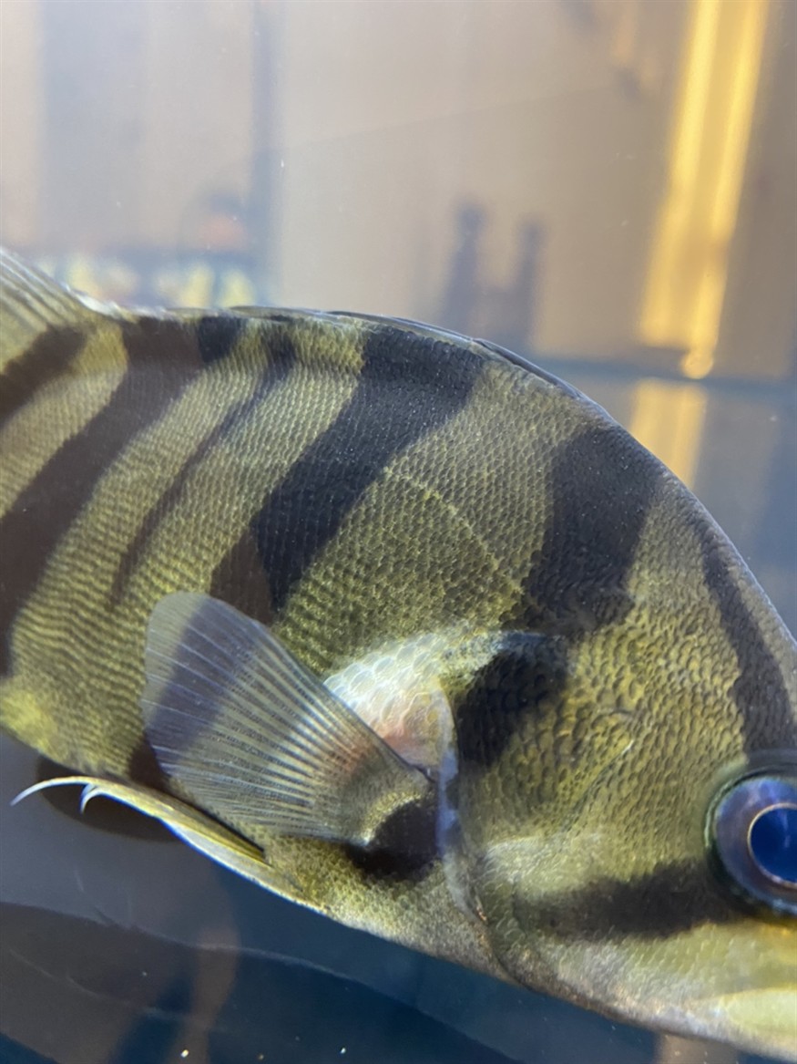 虎魚 這個單邊鼓起 算啥問題啊