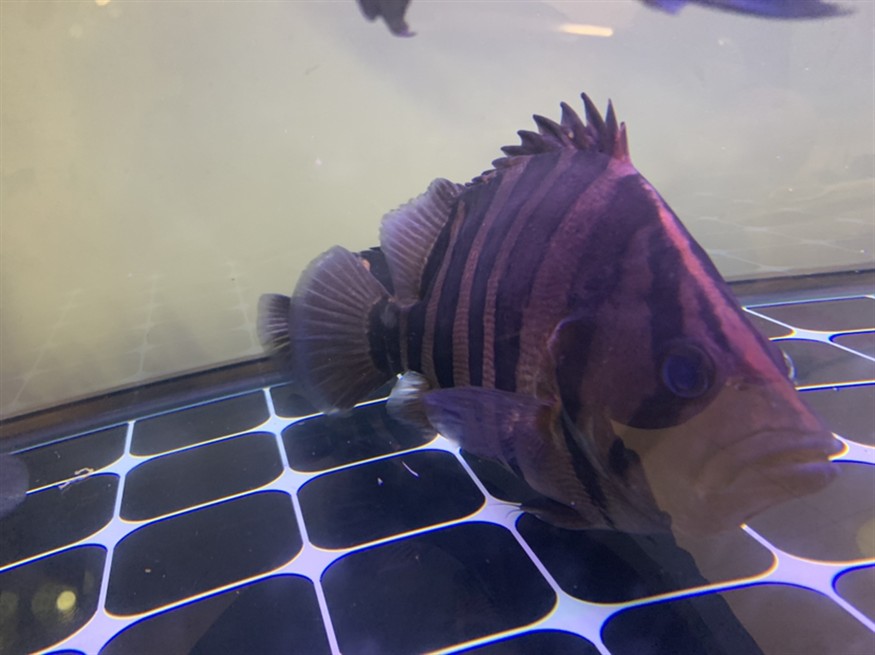 虎魚特寫