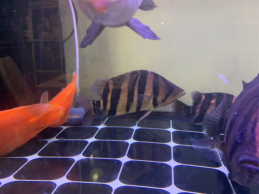 虎魚特寫