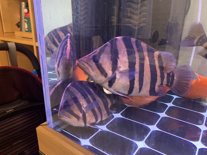虎魚特寫