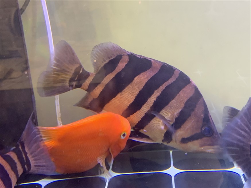 虎魚特寫