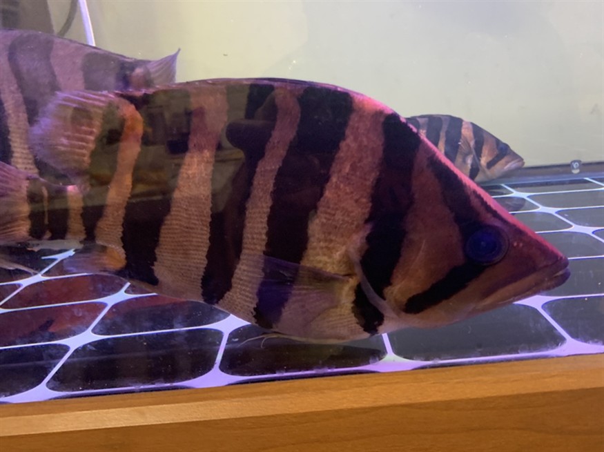 虎魚特寫