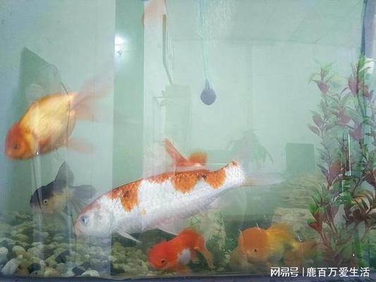 長安少雄水族館（長安少雄水族館電話）