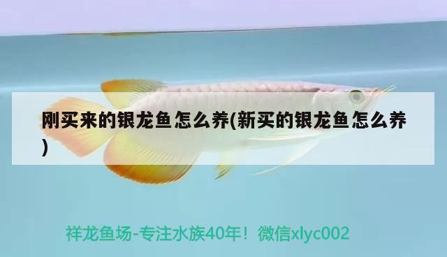 剛買來的銀龍魚怎么養(yǎng)(新買的銀龍魚怎么養(yǎng))