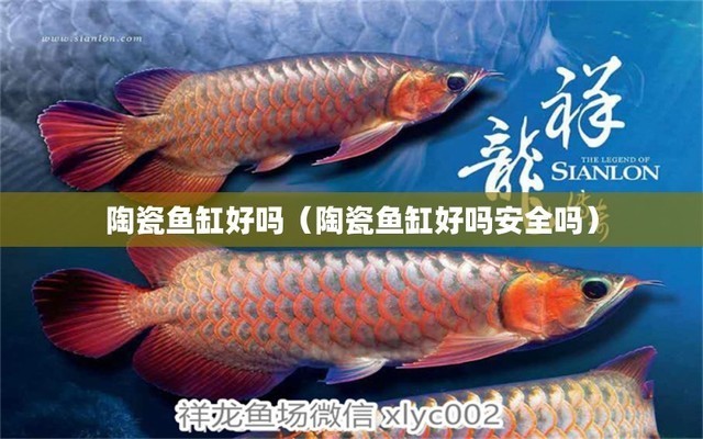 洛陽市西工區軍梅水族店