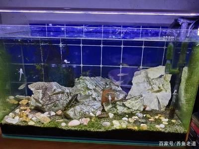 不能放魚缸的石頭：魚缸中放石頭的注意事項