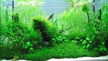 不能放魚缸的石頭：魚缸中放石頭的注意事項