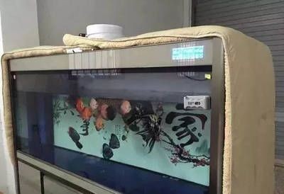 冬天魚缸溫度低怎么辦：冬季魚缸保溫材料如何選擇