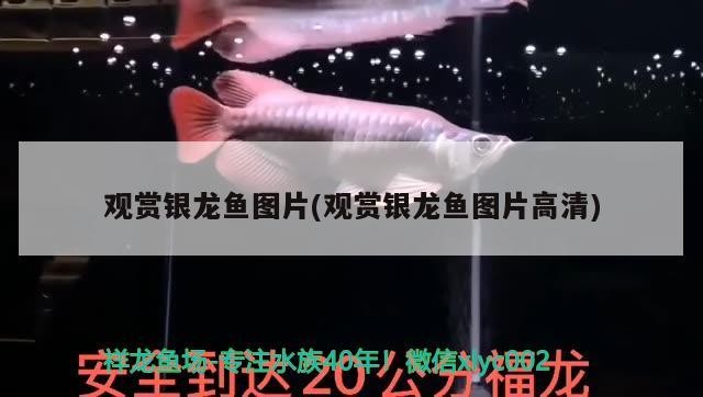 觀賞銀龍魚圖片(觀賞銀龍魚圖片高清)
