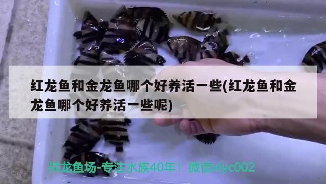龍魚蒙眼加多少鹽，龍魚爛眼，蒙眼，虎魚爛鰭是怎么回事