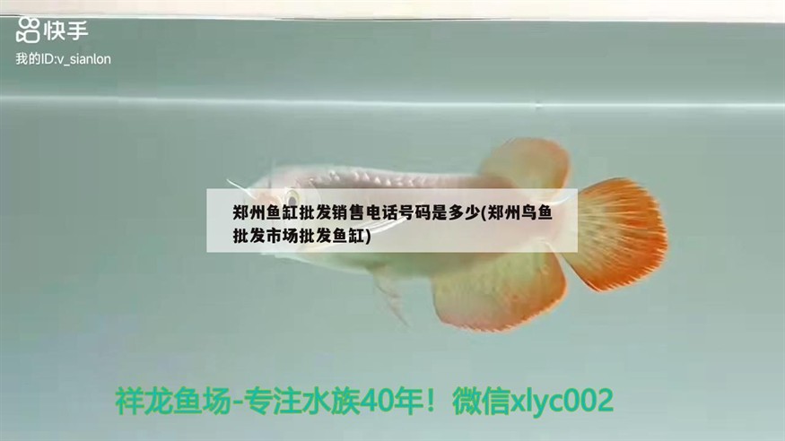 鄭州魚缸批發(fā)銷售電話號碼是多少(鄭州鳥魚批發(fā)市場批發(fā)魚缸)