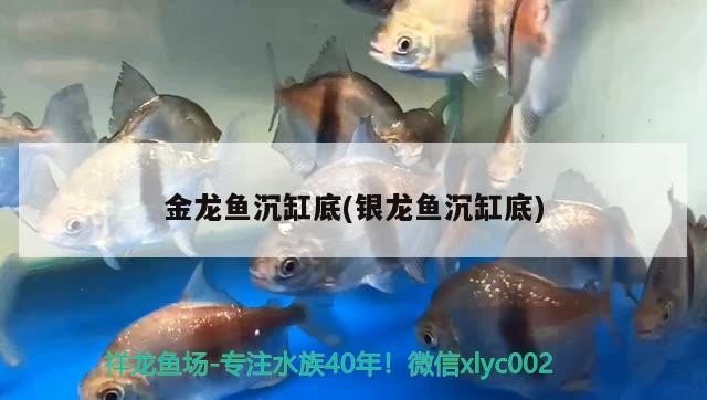 金龍魚沉缸底(銀龍魚沉缸底)