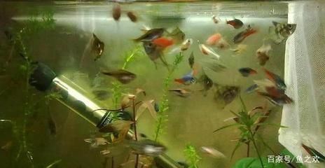 保持魚缸水質清澈：保持魚缸水質清澈的秘訣