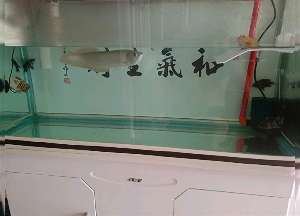黃金角蛙金蟾龍魚虎魚混養(yǎng)