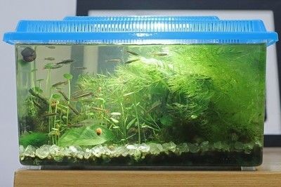 不過濾的魚缸：不使用過濾器的魚缸可以養魚嗎？