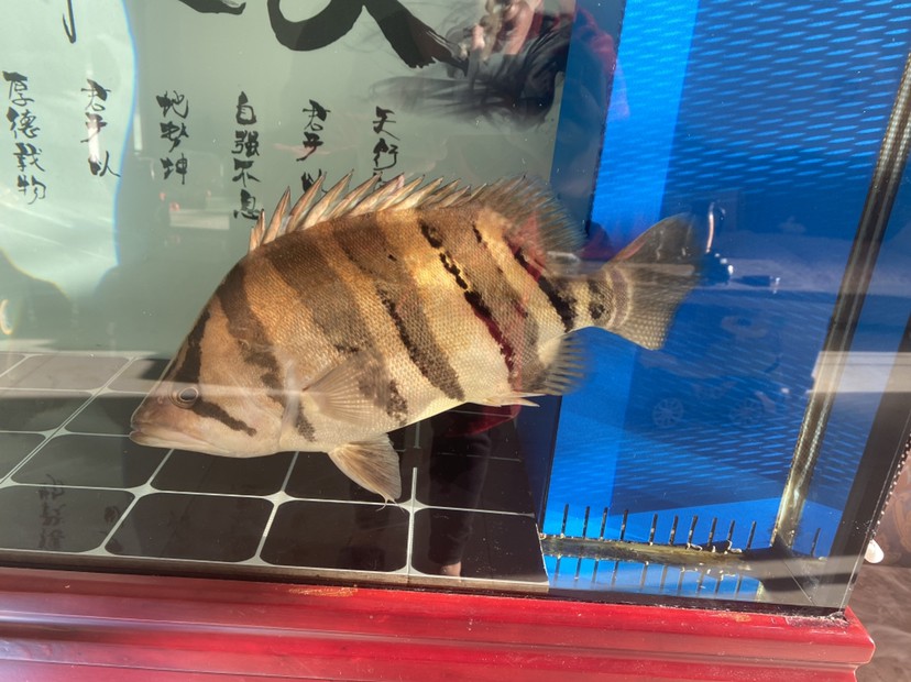 我這個虎魚白天就泛白