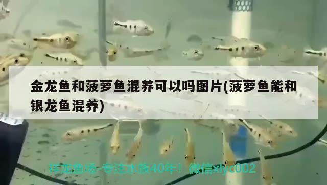 金龍魚和菠蘿魚混養(yǎng)可以嗎圖片(菠蘿魚能和銀龍魚混養(yǎng))