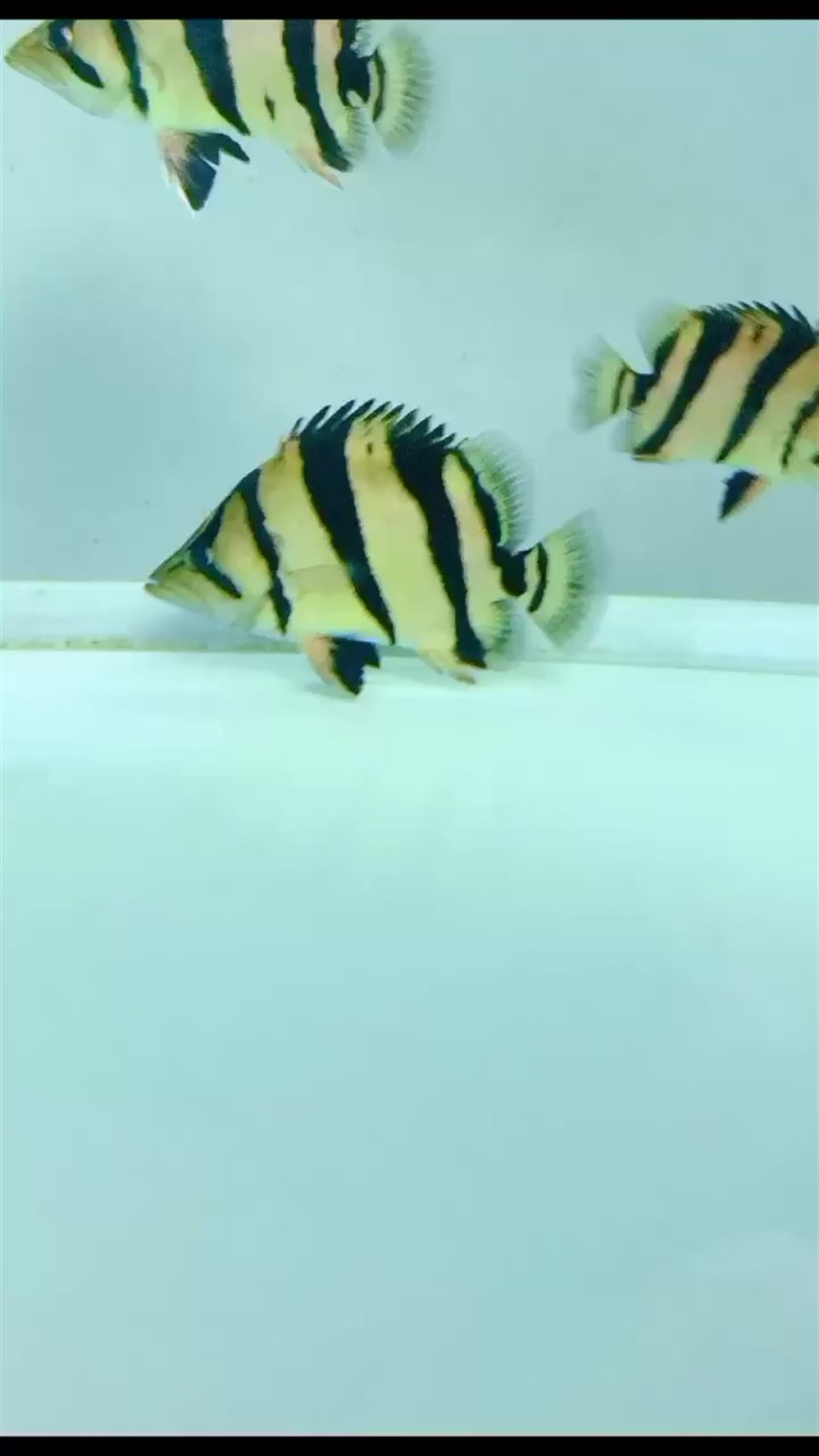 高身泰虎虎魚