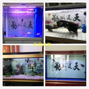 養紅龍魚魚缸黑底還是白底好養些（養紅龍魚魚缸黑底還是白底好養些呢）