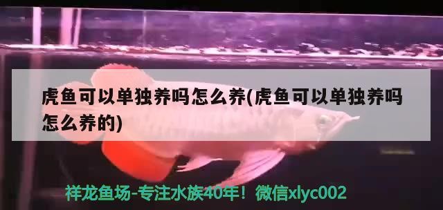 虎魚可以單獨養(yǎng)嗎怎么養(yǎng)(虎魚可以單獨養(yǎng)嗎怎么養(yǎng)的) 虎魚可以單獨養(yǎng)嗎怎么養(yǎng)(虎魚可以單獨養(yǎng)嗎怎么養(yǎng)的) 虎魚百科