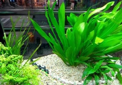 玻璃魚缸適合養什么水草：如何選擇適合自己的水草