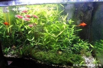 玻璃魚缸適合養什么水草：如何選擇適合自己的水草