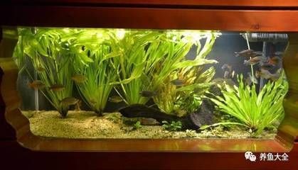 玻璃魚缸適合養什么水草：如何選擇適合自己的水草