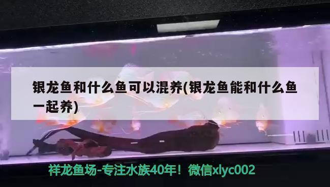 銀龍魚和什么魚可以混養(銀龍魚能和什么魚一起養)