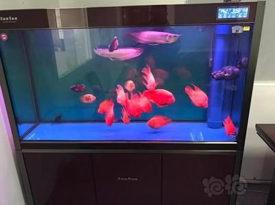 大型熱帶魚缸：大型熱帶魚缸的制作與養(yǎng)護(hù)