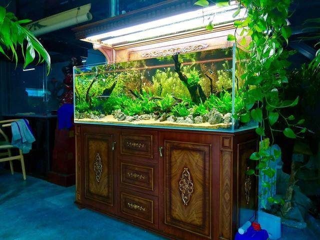 大型熱帶魚缸：大型熱帶魚缸的制作與養(yǎng)護(hù)