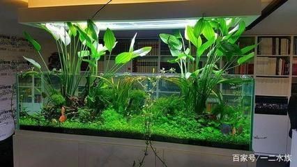 玻璃魚缸有水垢怎么清理掉：如何清理玻璃魚缸內水垢？ 玻璃魚缸有水垢怎么清理掉：如何清理玻璃魚缸內水垢？ 魚缸百科 第1張