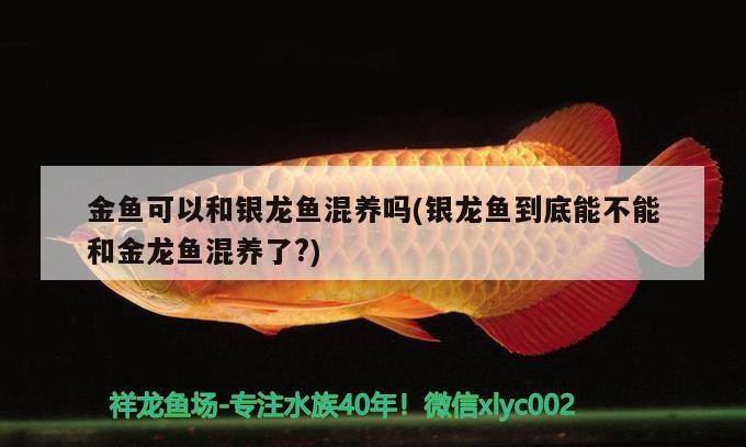 金魚(yú)可以和銀龍魚(yú)混養(yǎng)嗎(銀龍魚(yú)到底能不能和金龍魚(yú)混養(yǎng)了?) 金魚(yú)可以和銀龍魚(yú)混養(yǎng)嗎(銀龍魚(yú)到底能不能和金龍魚(yú)混養(yǎng)了?) 銀龍魚(yú)百科