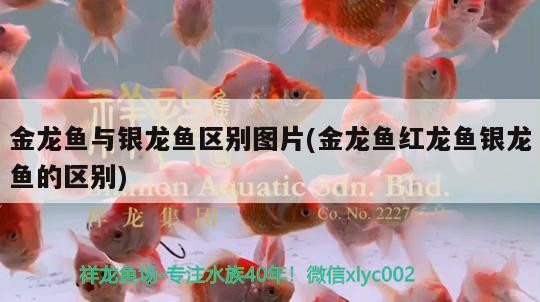 金龍魚與銀龍魚區別圖片(金龍魚紅龍魚銀龍魚的區別)