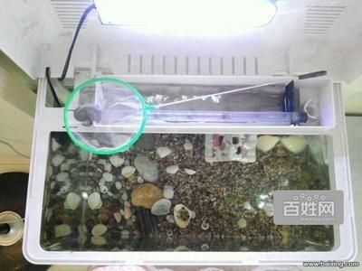 斗魚換魚缸：斗魚換魚缸的步驟和注意事項