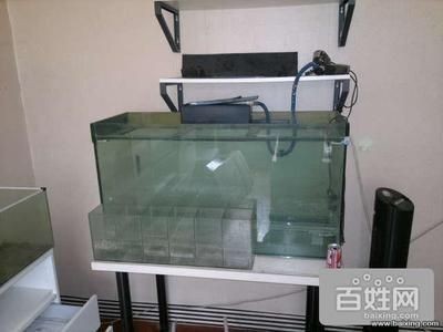 斗魚換魚缸：斗魚換魚缸的步驟和注意事項