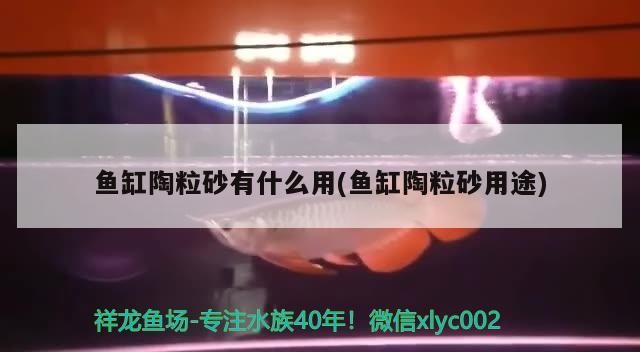 魚缸陶粒砂有什么用(魚缸陶粒砂用途)