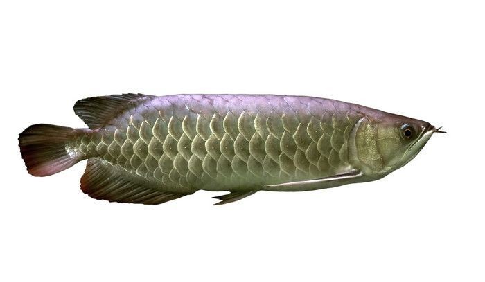 龍魚最愛吃什么食物和水果