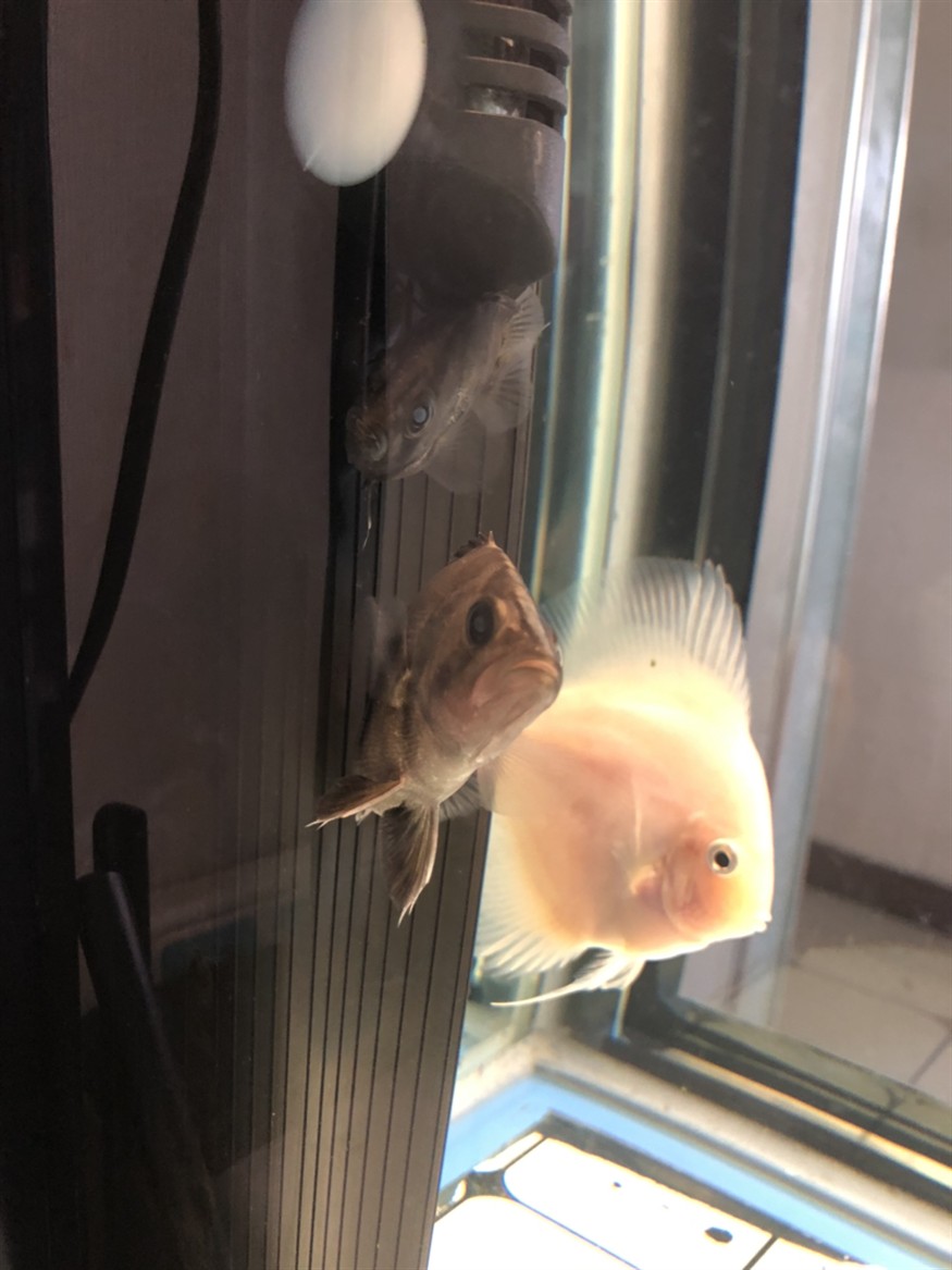 虎魚、隔離盒