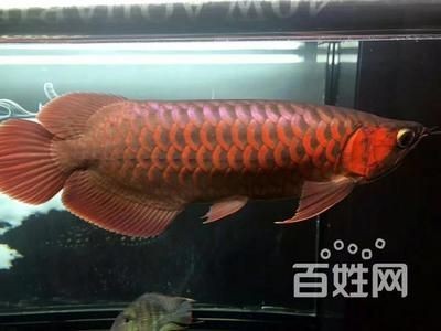 金龍魚能空運嗎