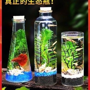 斗魚缸造景 好不好養(yǎng)：斗魚缸造景與生態(tài)平衡